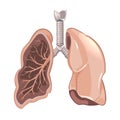 Human lungs anatomy, cancer vector diagram