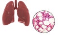 Human lungs anatomy and histology