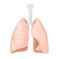 Human lungs anatomy Royalty Free Stock Photo