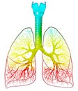 Human lungs anatomy, medically illustration Royalty Free Stock Photo