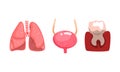 Human Lungs, Bladder, Tooth and Gum, Internal Organs Set Cartoon Vector Illustration Royalty Free Stock Photo