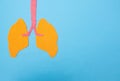 Human lungs on a blue background. Human lung transplant concept, diseases, pneumonia, lung cancer, copy space, pneumonia