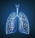 Human lungs and bronchi and oxygen in x-ray view