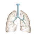 Human lungs with bronchial tree or trachea with bronchi 3D rendering illustration. Blank anatomical diagram or chart on white