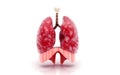 Human lungs