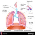 Human Lungs Royalty Free Stock Photo