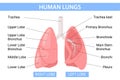 Human Lungs Flat Infographics