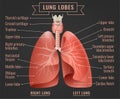 Human lungs infographic