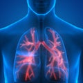 Human Lungs Inside Anatomy (Bronchioles) Royalty Free Stock Photo