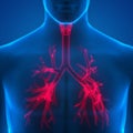 Human Lungs Inside Anatomy (Larynx, Trachea, Bronchioles)