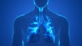 Human Lungs Inside Anatomy Larynx, Trachea, Bronchioles Royalty Free Stock Photo