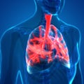 Human Lungs Inside Anatomy Larynx, Trachea, Bronchioles