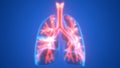 Human Lungs Inside Anatomy (Larynx, Trachea, Bronchioles) Royalty Free Stock Photo