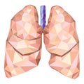 Human lungs in low poly with trachea. Vector Royalty Free Stock Photo