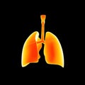 Human Lungs posterior view