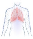 Human Lungs Pulmonary infection Internal Organ. Respiratory system Inside Body Silhouette. Low Poly 3d Connected Dots Triangle Pol