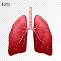 Human lungs, realistic anatomical model. Internal organs isolated on white background. 3D vector illustration for medical Royalty Free Stock Photo