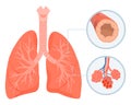 Human lungs respiratory system isolated