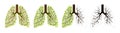 665_Human lungs. Respiratory system. Healthy lungs
