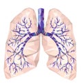 Human lungs with trachea, bronchus, bronchi, carina, in low poly