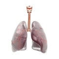 Human lungs and trachea. 3d render