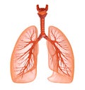 Human lungs and trachea