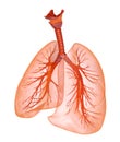 Human lungs and trachea