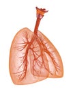 Human lungs and trachea. Medically accurate