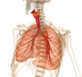 Human lungs, trachea and skeleton