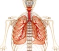 Human lungs, trachea and skeleton