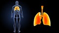 Human Lungs zoom with organs posterior view