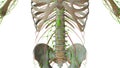 Human Lymphatic System Anatomy