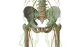 Human Lymphatic System Anatomy