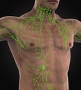 Human Lymphatic System Illustration Royalty Free Stock Photo