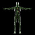 Human Lymphatic System Illustration Royalty Free Stock Photo