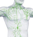 Human Lymphatic System Illustration Royalty Free Stock Photo