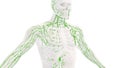 Human lymphatic system medical background Royalty Free Stock Photo