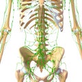 Human Lymphatic system with skeleton Royalty Free Stock Photo