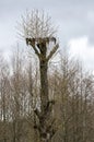 Human made place for stork nest