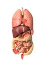 Human male anatomy, internal organs alone, full Respiratory and