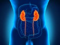 Human Male Kidneys Anatomy
