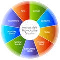 Human Male Reproductive Systems Chart