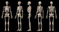 Human Male Skeleton Full Figure. Five Views