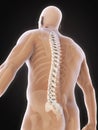 Human Male Spine Anatomy Royalty Free Stock Photo
