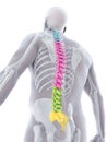 Human Male Spine Anatomy Royalty Free Stock Photo