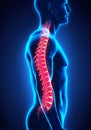 Human Male Spine Anatomy Royalty Free Stock Photo
