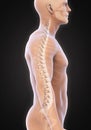 Human Male Spine Anatomy Royalty Free Stock Photo