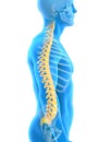 Human Male Spine Anatomy Royalty Free Stock Photo