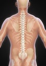 Human Male Spine Anatomy Royalty Free Stock Photo