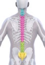 Human Male Spine Anatomy Royalty Free Stock Photo